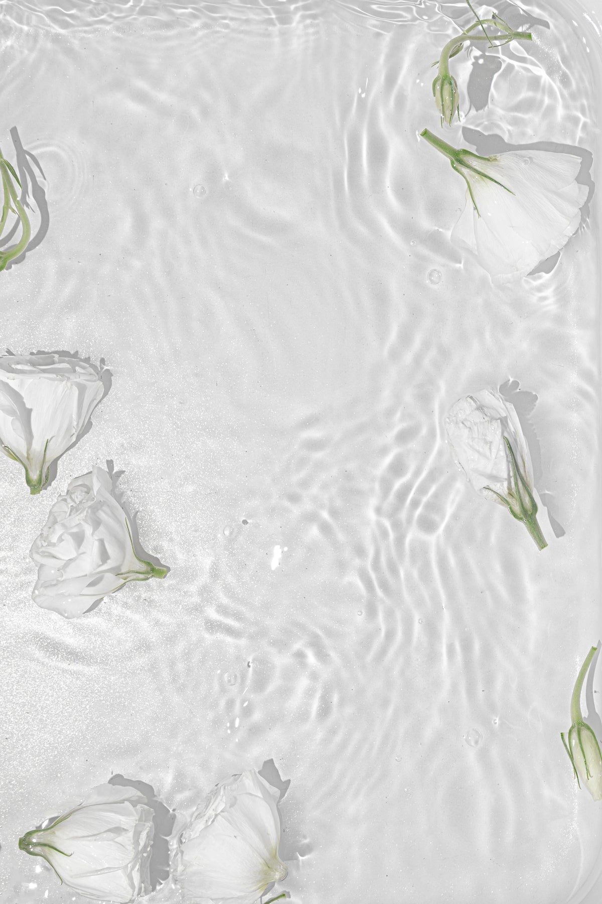 White Roses Poster White