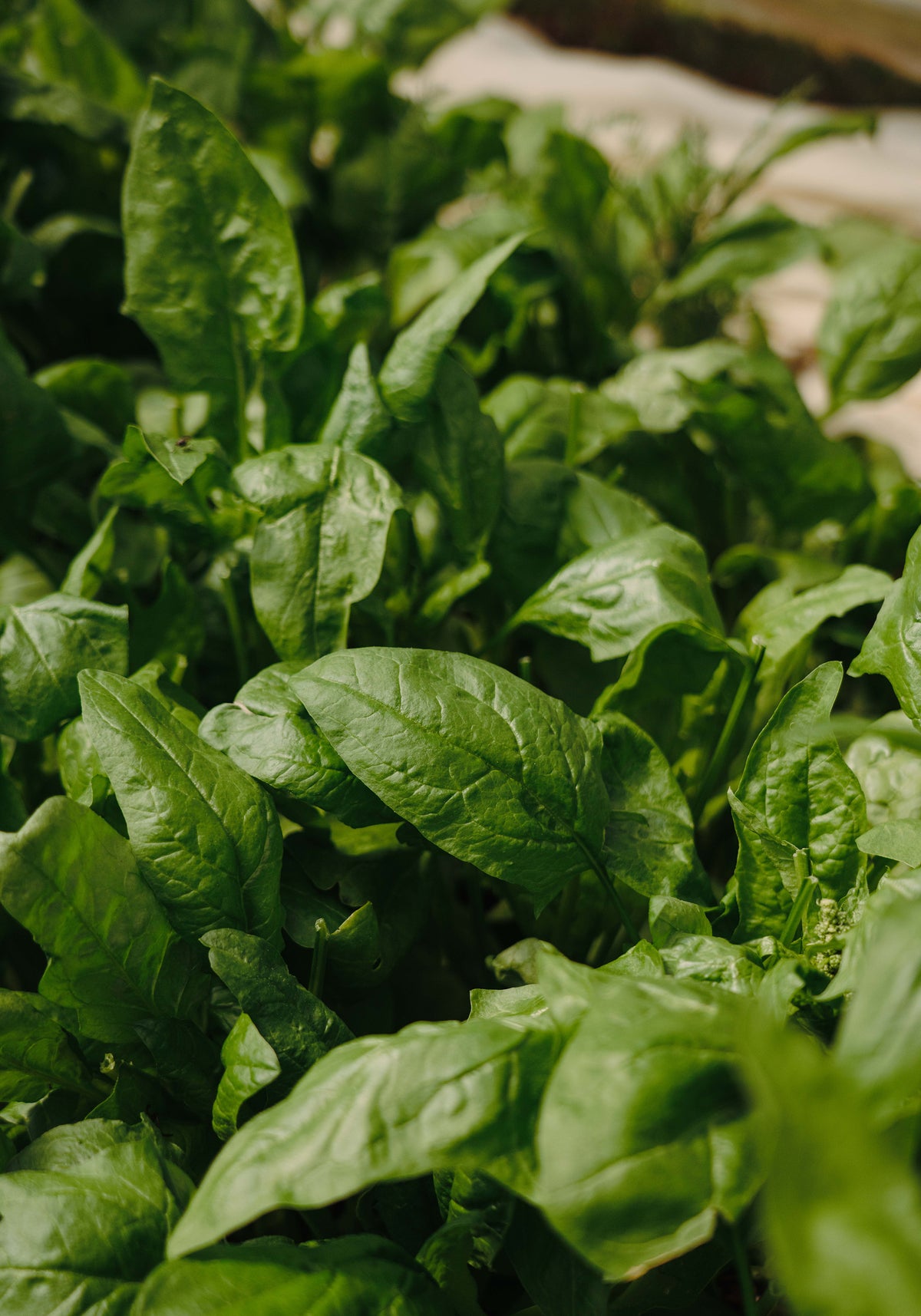 Gree leaf Poster Green