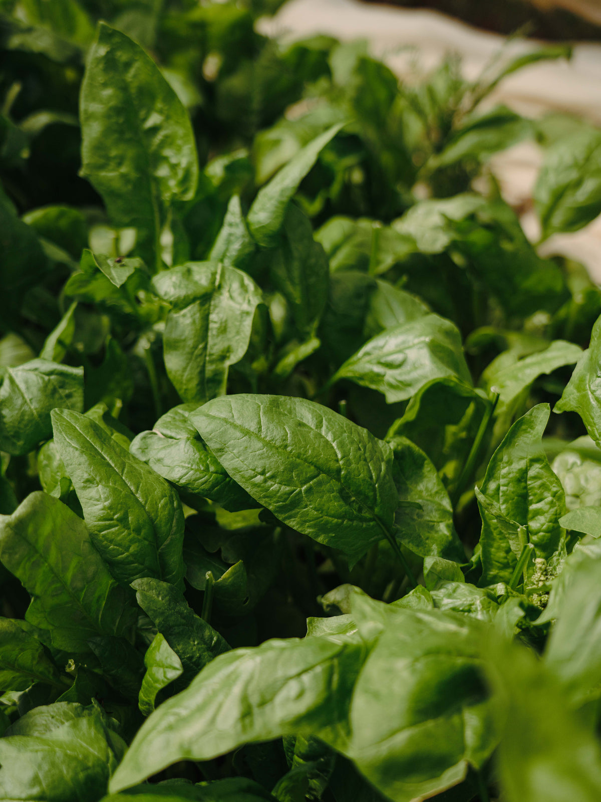 Gree leaf Poster Green