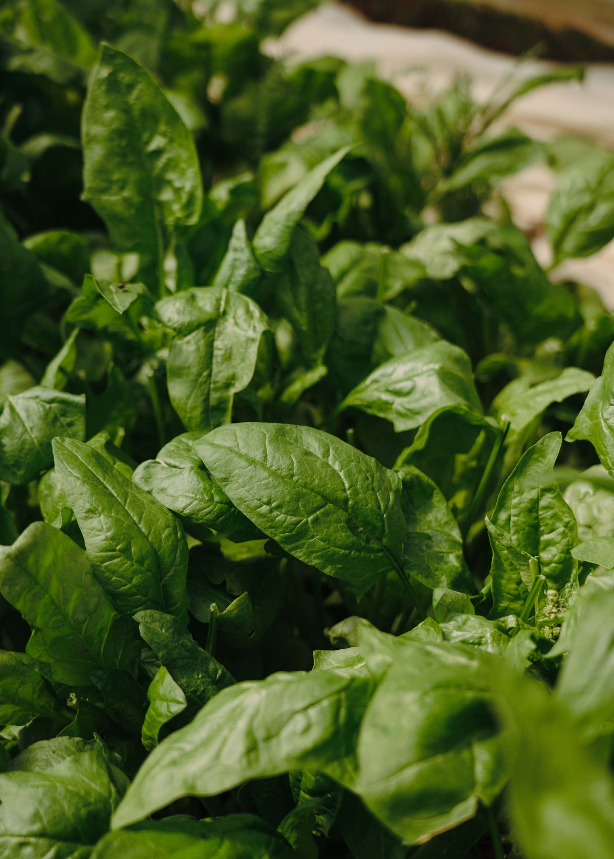 Gree leaf Poster Green